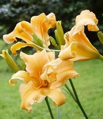 Fotos Hemerocallis