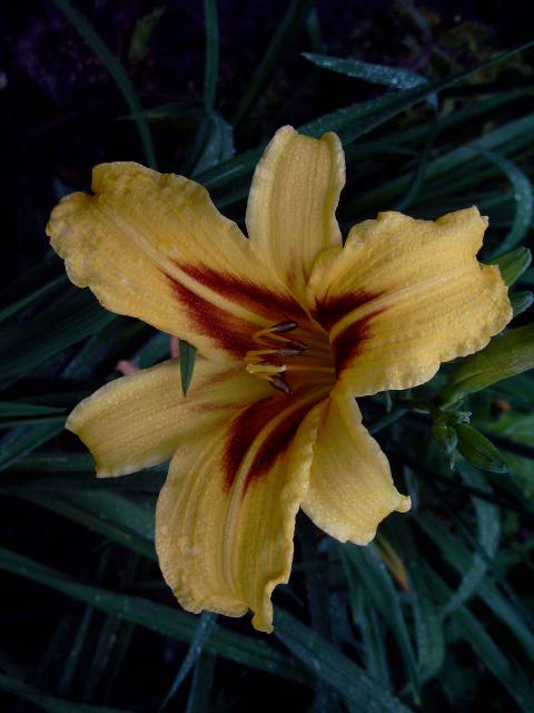 Photos Hemerocallis - Daylily