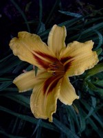 Photos Hemerocallis