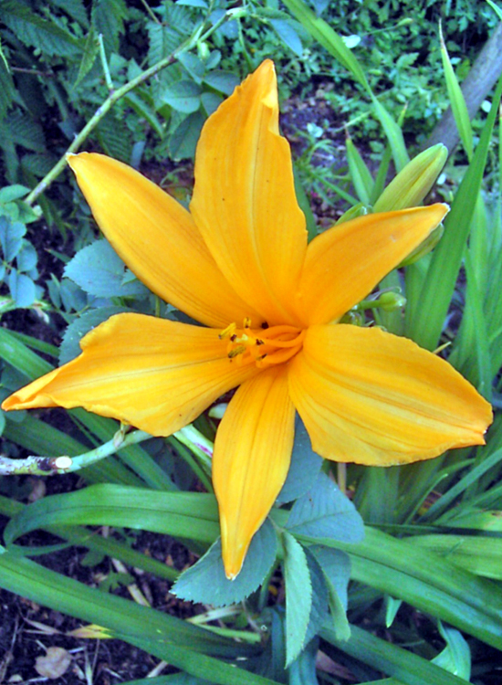 Photos Hemerocallis - Daylily