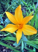 Fotos Hemerocallis