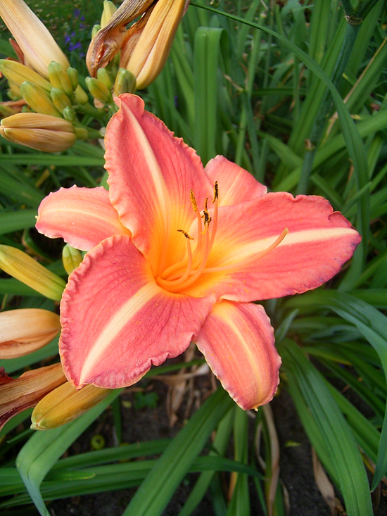 Photos Hemerocallis - Daylily