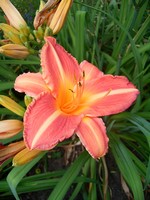 Fotos Hemerocallis