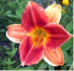Photos Hemerocallis