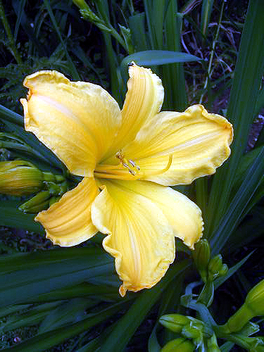 Photos Hemerocallis - Daylily