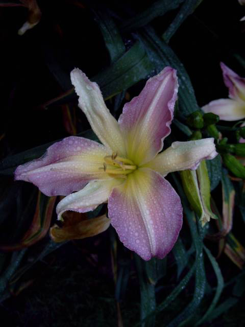 Photos Hemerocallis - Daylily