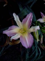 Fotos Hemerocallis