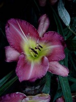 Photos Hemerocallis