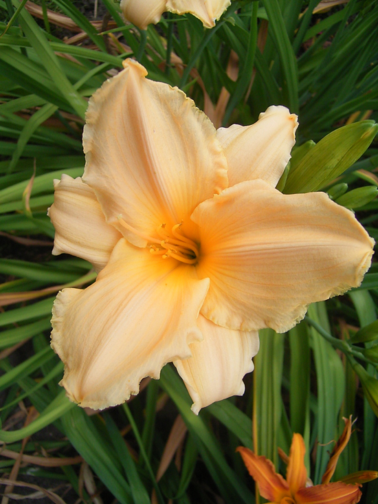 Photos Hemerocallis - Daylily