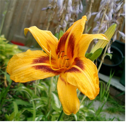 Photos Hemerocallis - 