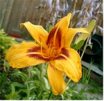 Fotos Hemerocallis
