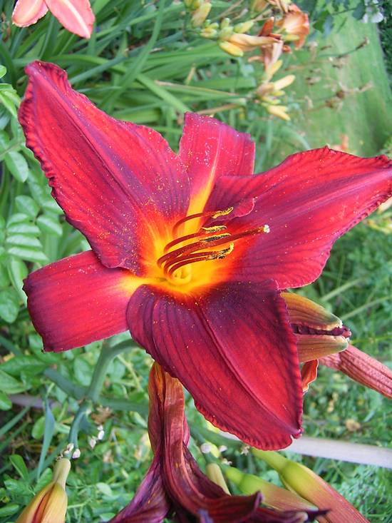Photos Hemerocallis - Daylily