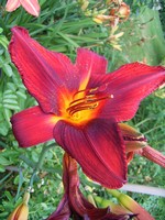 Photos Hemerocallis