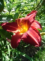 Fotos Hemerocallis