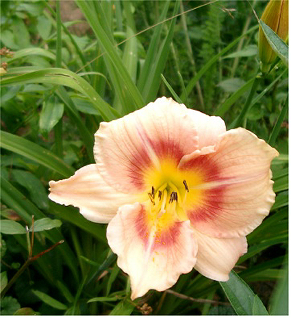 Photos Hemerocallis - Daylily