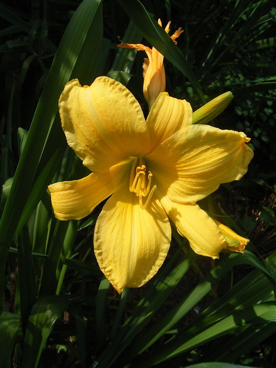 Photos Hemerocallis - Daylily