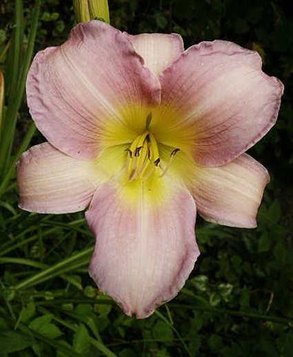 Photos Hemerocallis - Daylily