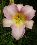 Photos Hemerocallis