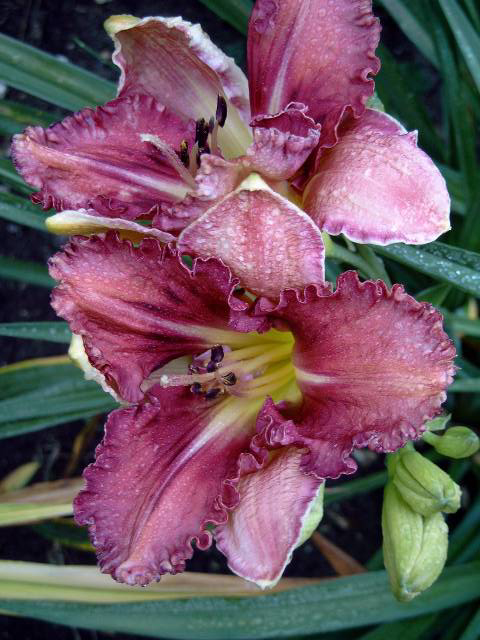 Photos Hemerocallis - Daylily