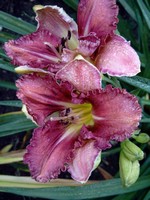 Fotos Hemerocallis