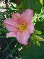 Fotos Hemerocallis