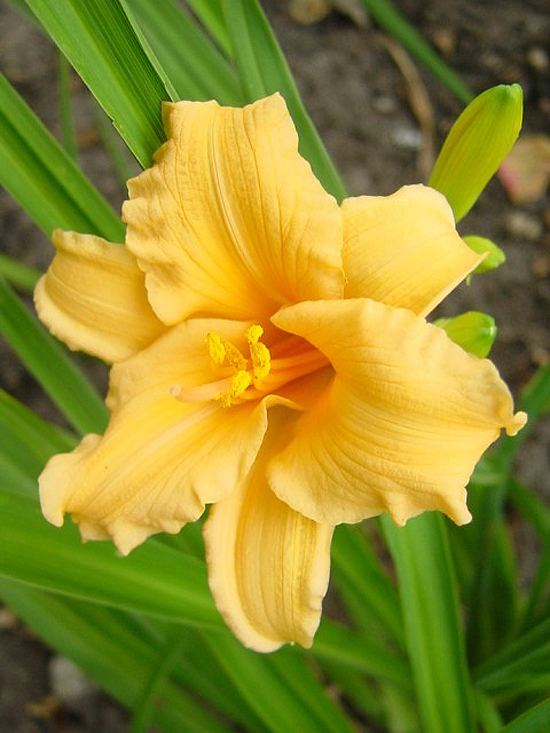 Photos Hemerocallis - Daylily