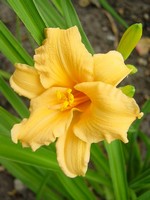 Foto Hemerocallis - Emerocallide