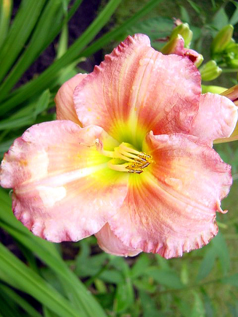 Photos Hemerocallis - Daylily