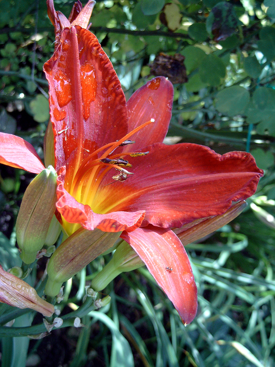 Photos Hemerocallis - Daylily
