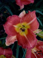 Fotos Hemerocallis
