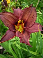 Photos Hemerocallis