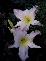 Fotos Hemerocallis