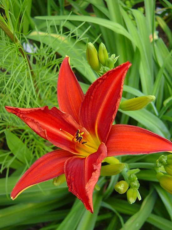 Photos Hemerocallis - Daylily