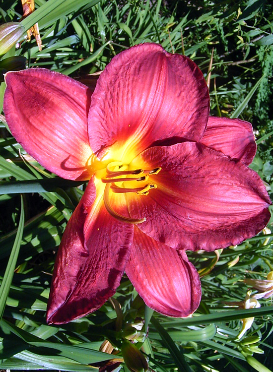 Photos Hemerocallis - Daylily