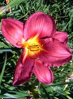 Photos Hemerocallis