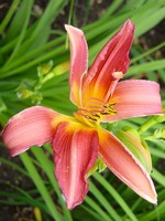 Fotos Hemerocallis