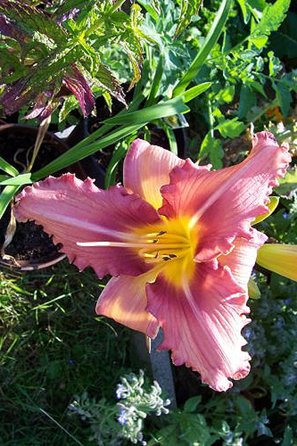 Photos Hemerocallis - Daylily