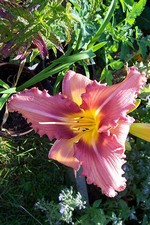 Photos Hemerocallis