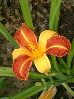 Fotos Hemerocallis