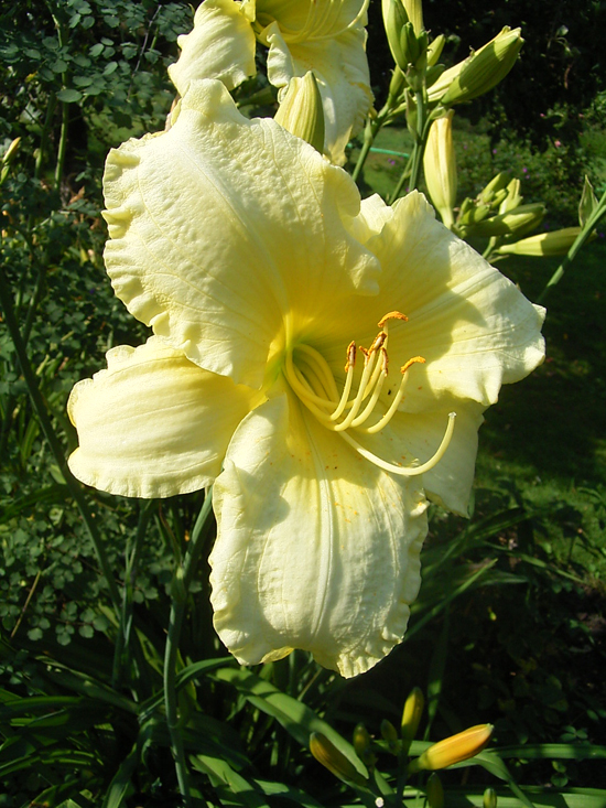 Photos Hemerocallis - 