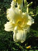 Photos Hemerocallis