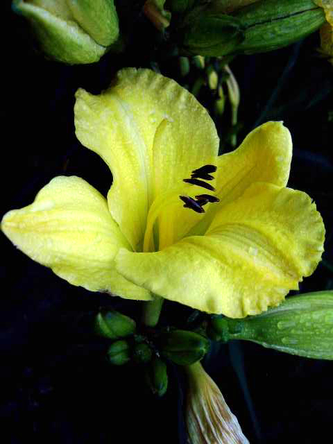 Photos Hemerocallis - Daylily