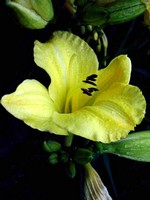 Fotos Hemerocallis