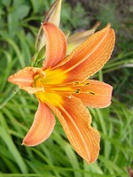Photos Hemerocallis fulva