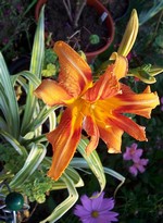 Photos Hemerocallis fulva