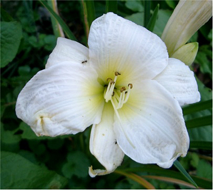 Photos Hemerocallis - Daylily