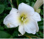 Fotos Hemerocallis