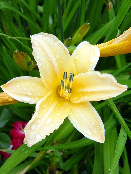 Photos Hemerocallis - Daylily