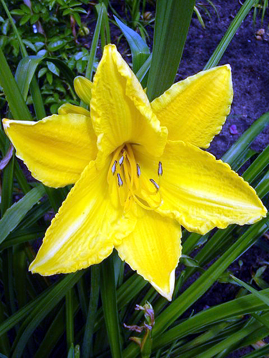 Foto Hemerocallis - 