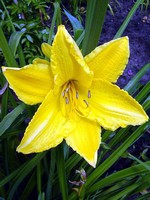 Fotos Hemerocallis
